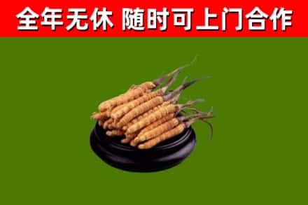 南浔回收散虫草